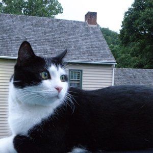 House Cat 8 by 10 print